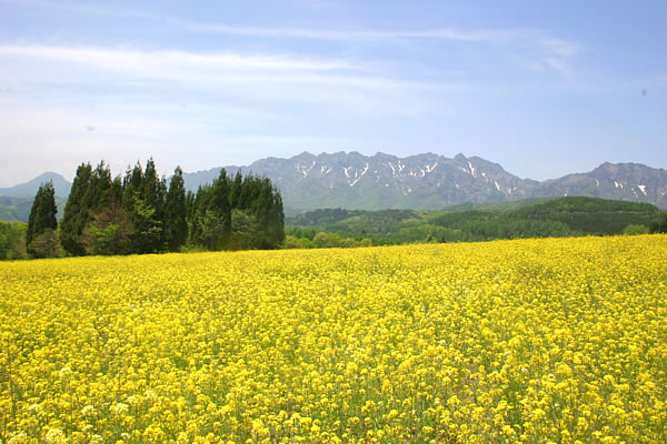 タテヤマリンドウ