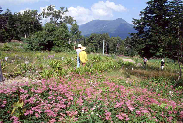 東館山高山植物園